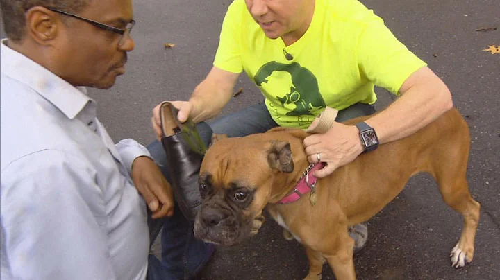 15 Witnesses Watch Helplessly as Dogs Maul 7-Year-...