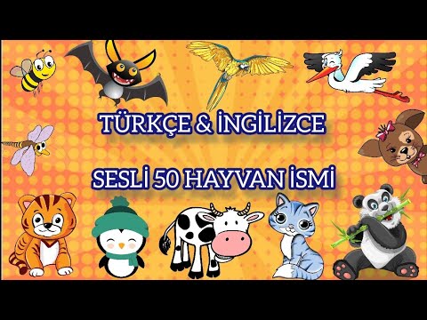 TÜRKÇE & İNGİLİZCE