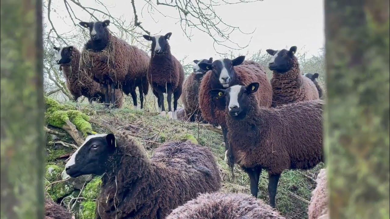 Saint Bridget’s day first day of Irish spring YouTube