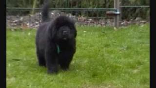Cartman x Roslyn newfoundland pups (other music)