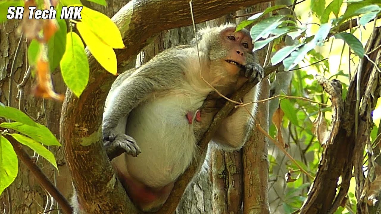 Sorrowful...! Poor pregnant Jane look very exhausted try sleep on the tree with feeling abnormal