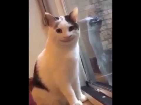 creepy smiling cat