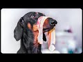 Don't trust cute dachshund eyes vol 4! Funny dog video!