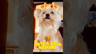 #youtubeshorts #puppy #adoreble #funfriday #pets #shorkie #fridayvibes