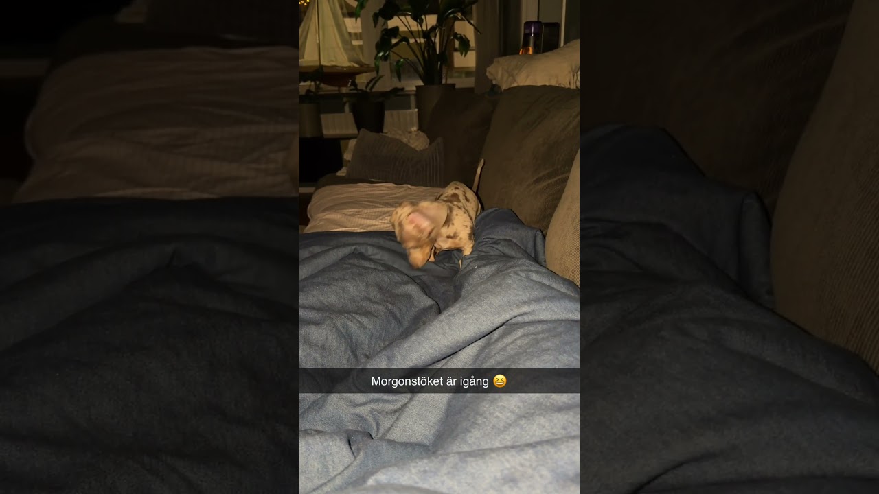 Galningen &auml;r ig&aring;ng igen 😆❤️