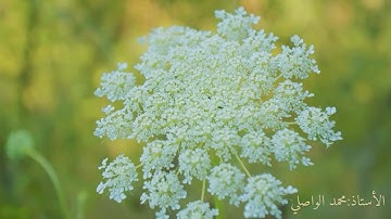 سورة الملك , القلم , الحاقة , المعارج , نوح