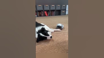 loona robot vs real dog #loona #loonarobot #loonareaction #petrobot #petbot #airobot