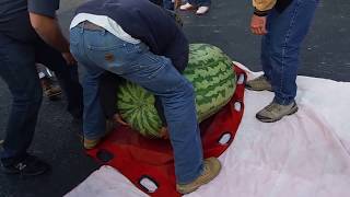 World record 350.5 Kent Giant Watermelon #giantwatermelon