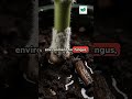 You’re Watering Your Plants WRONG (Morning vs Night Truth) #garden #plantcare #gardening