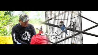 Aksi Love Bird Itok Finish Juara Satu Di Kampung Tuan Nya Di Event Macau Sf Ft Btu Sf 13 Juni 2021