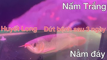 Trị bệnh nấm trắng nằm đáy cho cá rồng Huyết Long bằng muối hột nhanh chóng an toàn hiệu quả