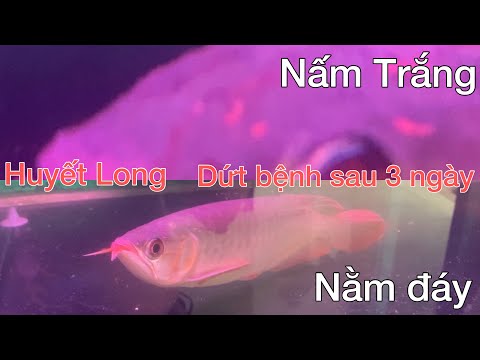 Video Trị bệnh nấm trắng nằm đáy cho cá rồng Huyết Long bằng... - youtube