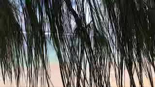 Auasi Beach Family day American Samoa 9/07/2020