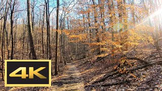 Virtual Walk through a Mountain Forest with Nature Sounds -- 4K Virtual Walk (Sugarloaf Mountain)