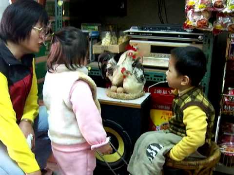 970812 兄妹 阿太家玩公雞