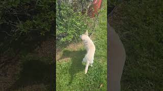 she knows a chipmunk was here #dogshorts #dogs #chihuahua #dog #pet #pets #petshorts
