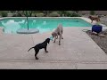 George the Black and Tan Coonhound playing by the pool with our Weimaraner