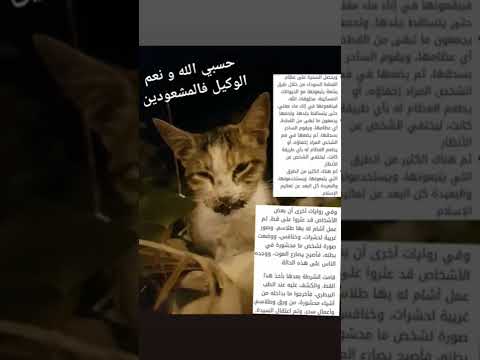 القطط ضحايا السحر و الشعودة