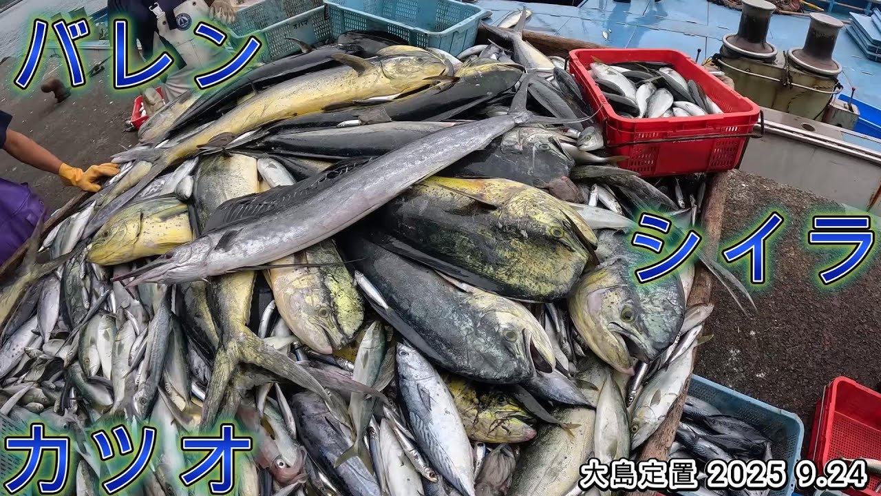 若狭湾には色んな魚がいますねー　若狭湾 大島定置 2025 9.24 [俺視点] #定置網  #漁師