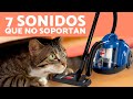 7 SONIDOS que más ODIAN los GATOS🐱🔊❌ ¡No los Soportan!