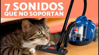 7 SONIDOS que más ODIAN los GATOS❌ ¡No los Soportan!