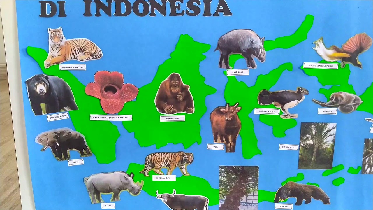 Mading Persebaran Flora & Fauna Indonesia - YouTube
