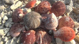 Explore the beach and find many beautiful shells