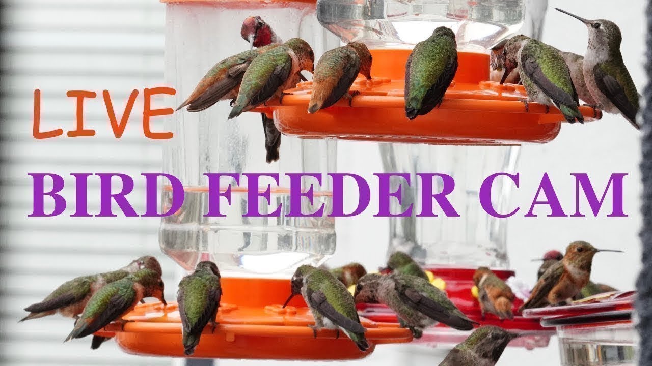 Hummingbird Feeder Cam