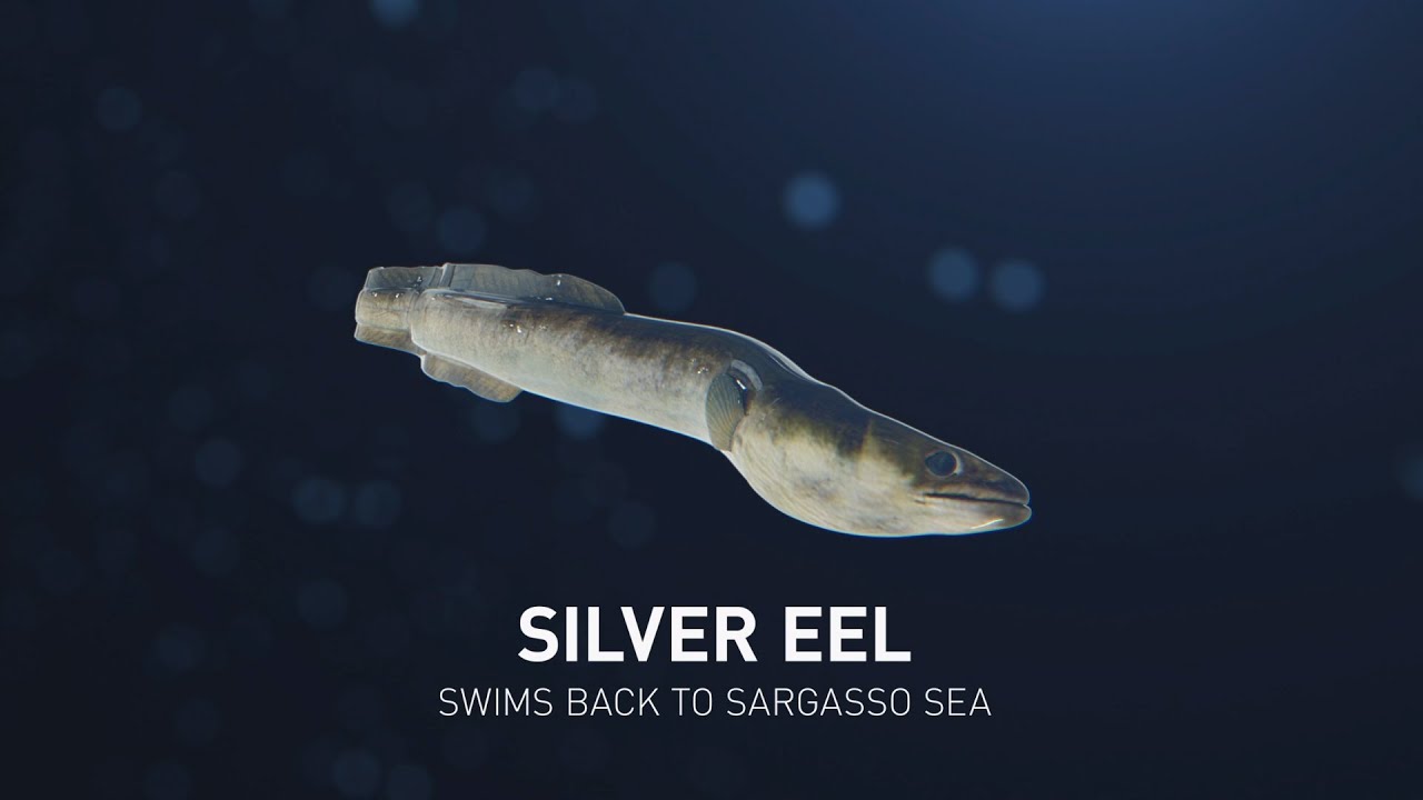3D Science animation - The lifecycle of the Silver Eel