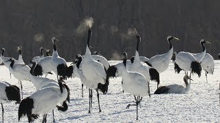 サルルンカムイ華麗に舞う【タンチョウ・北海道鶴居村】4K