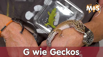 Ist ein Gecko als Haustier geeignet?