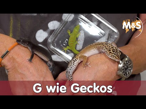 Video: Was soll man afrikanischen Fettschwanzgecko füttern?