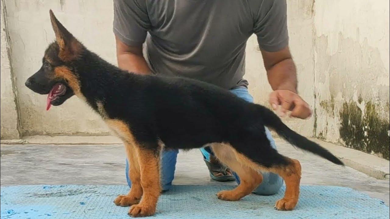 show-quality-german-shepherd-single-coat-female-puppy-for-sale-single