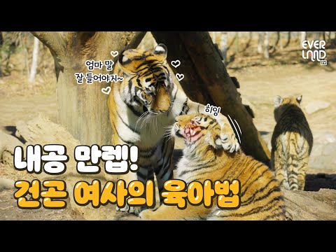 금쪽같은 내 아기호랑이 <strong>in</strong> 타이거밸리🐯 | 에버랜드 #타이거밸리 (Everland <strong>Tiger</strong> Valley)