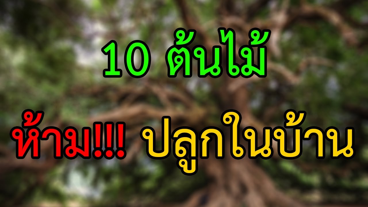 ต้นไม้ ที่ ควร ปลูก หลัง บ้าน  New  10 ต้นไม้ ไม่ควรปลูกหรือนำเข้าบ้าน ห้ามปลูกในบ้าน ถ้าไม่อยากอับโชค เสียเงินเสียทอง