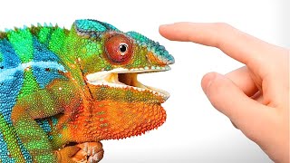 Quand un Caméléon Vous Fait Confiance