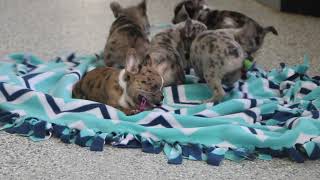 Frenchton Puppies For Sale