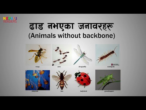 ढाड नभएका जनावरहरु -Invertebrate - Class 5 - Science