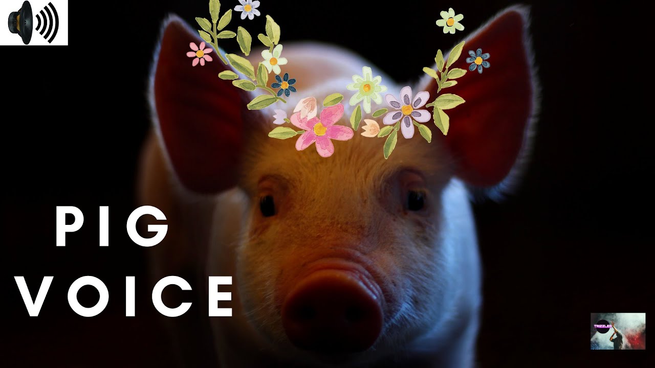 PIG VOICE | SWINE | HOG | DOMESTIC PIG | HERBIVOROUS | PORK | SUS ...