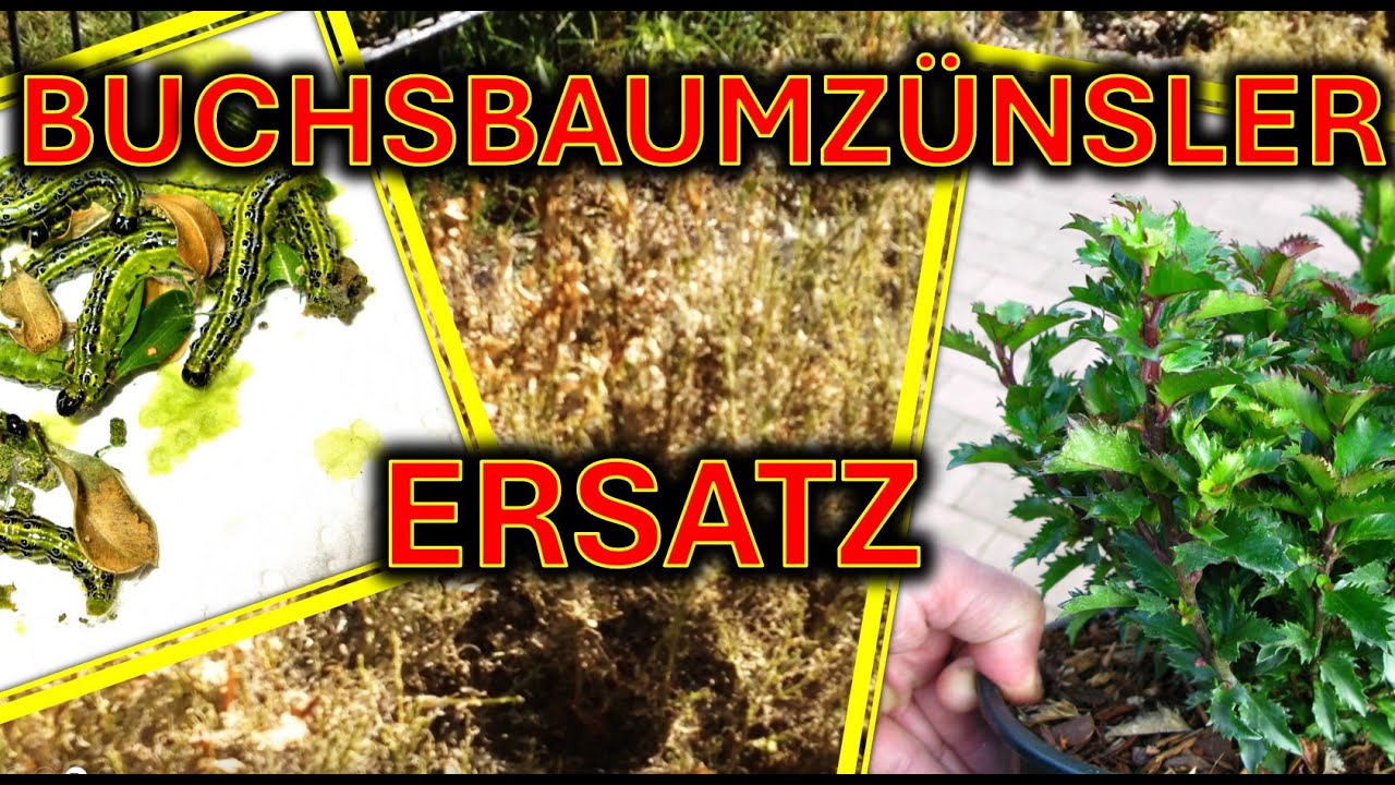Buchsbaumzünsler, Bekämpfungsmethoden und Ersatzpflanzen