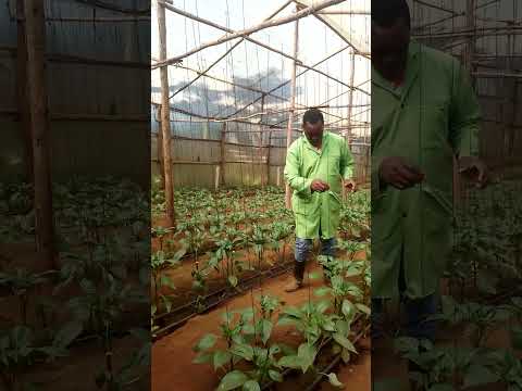 the farmer for