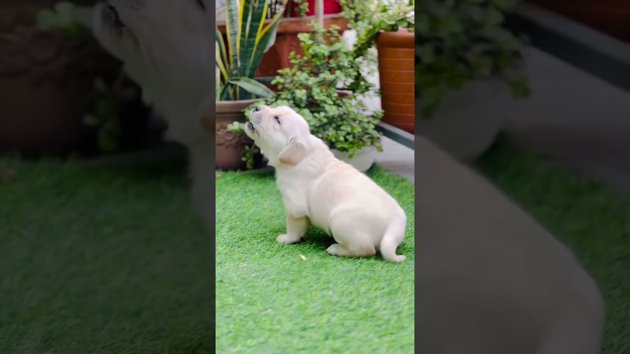 So cute 🥰 puppy 🐶 videos like 👍🏻 