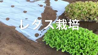 高温期の秋採りレタス栽培 前編 19/8/19