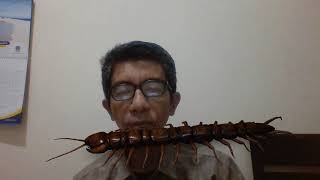 Kelas Chilopoda (kelabang)