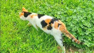 After the pregnant cat toileted, she covered herself with soil.