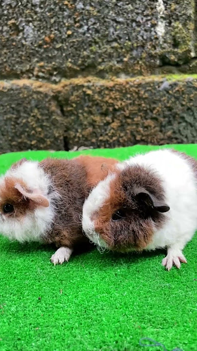 Di Swiss, Punya Satu Marmot Aja Bisa Kena Denda?! 😱🐹 #FaktaNegara