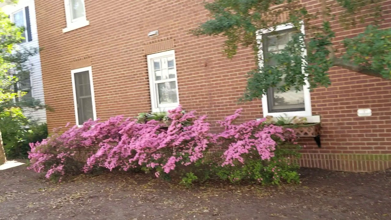 Capstone Scholars admitted student day at USC YouTube