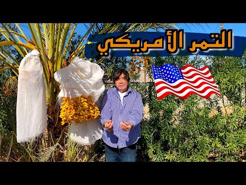 ماذا تعرف عن التمر الأمريكي