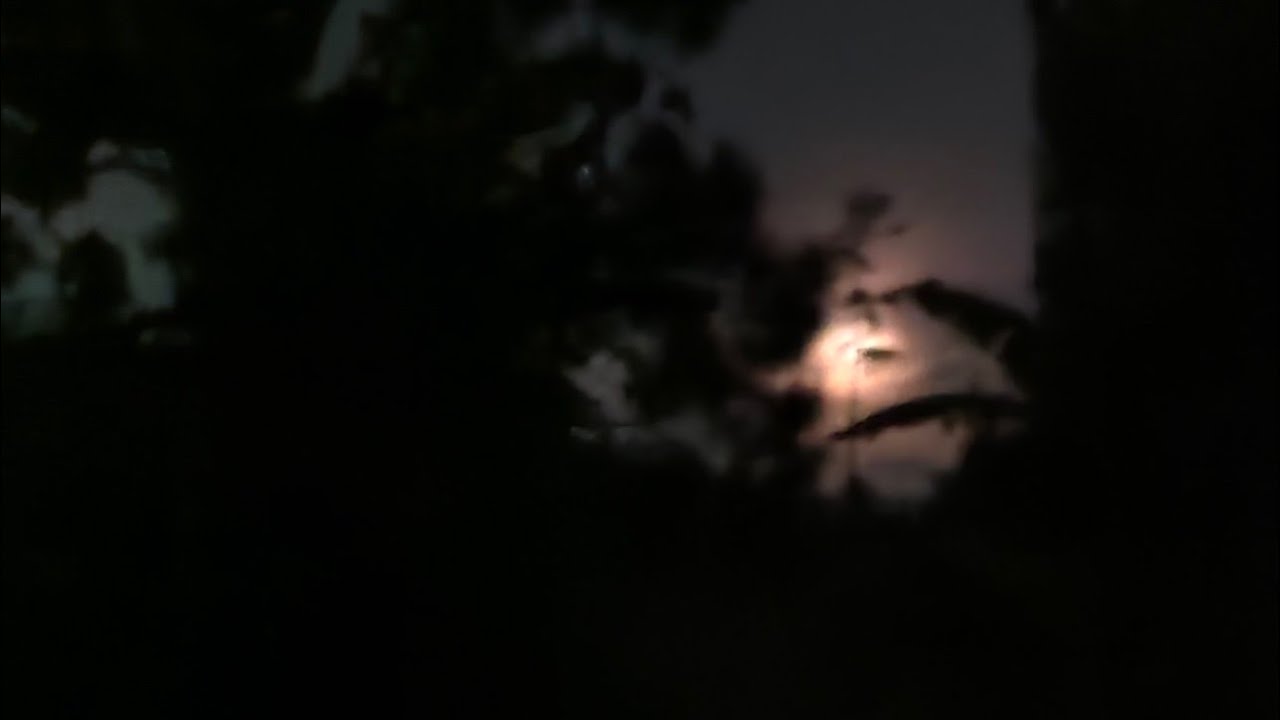 Expedisi kera ekor api, lewat jalur hutan pejaten - YouTube