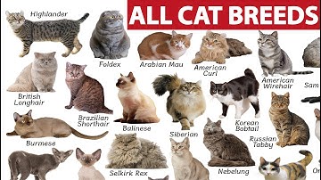 All cat breeds: A visual guide to cat diversity